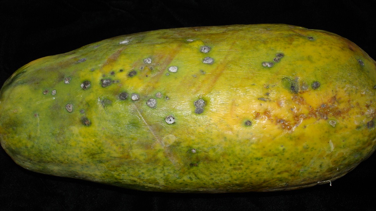 <p><b><p>Fruto de mamão Formosa, exibindo as pústulas arredondadas causadas pelo fungo <em>Asperisporium caricae</em>.</p></b></p><p>Autor: Josiane Takassaki Ferrari</p>