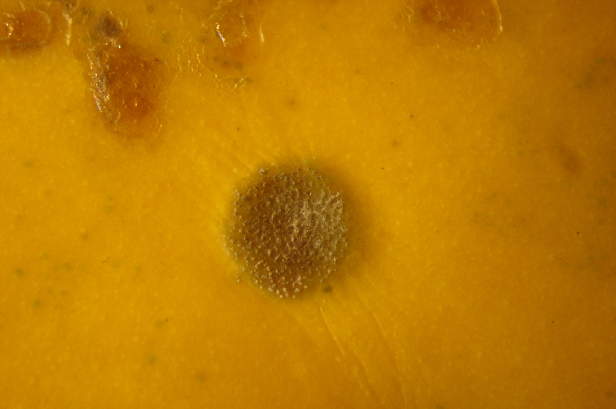 <p><b><p>Detalhe da lesão, exibindo crescimento do fungo <em>Asperisporium caricae.</em></p></b></p><p>Autor: Josiane Takassaki Ferrari</p>