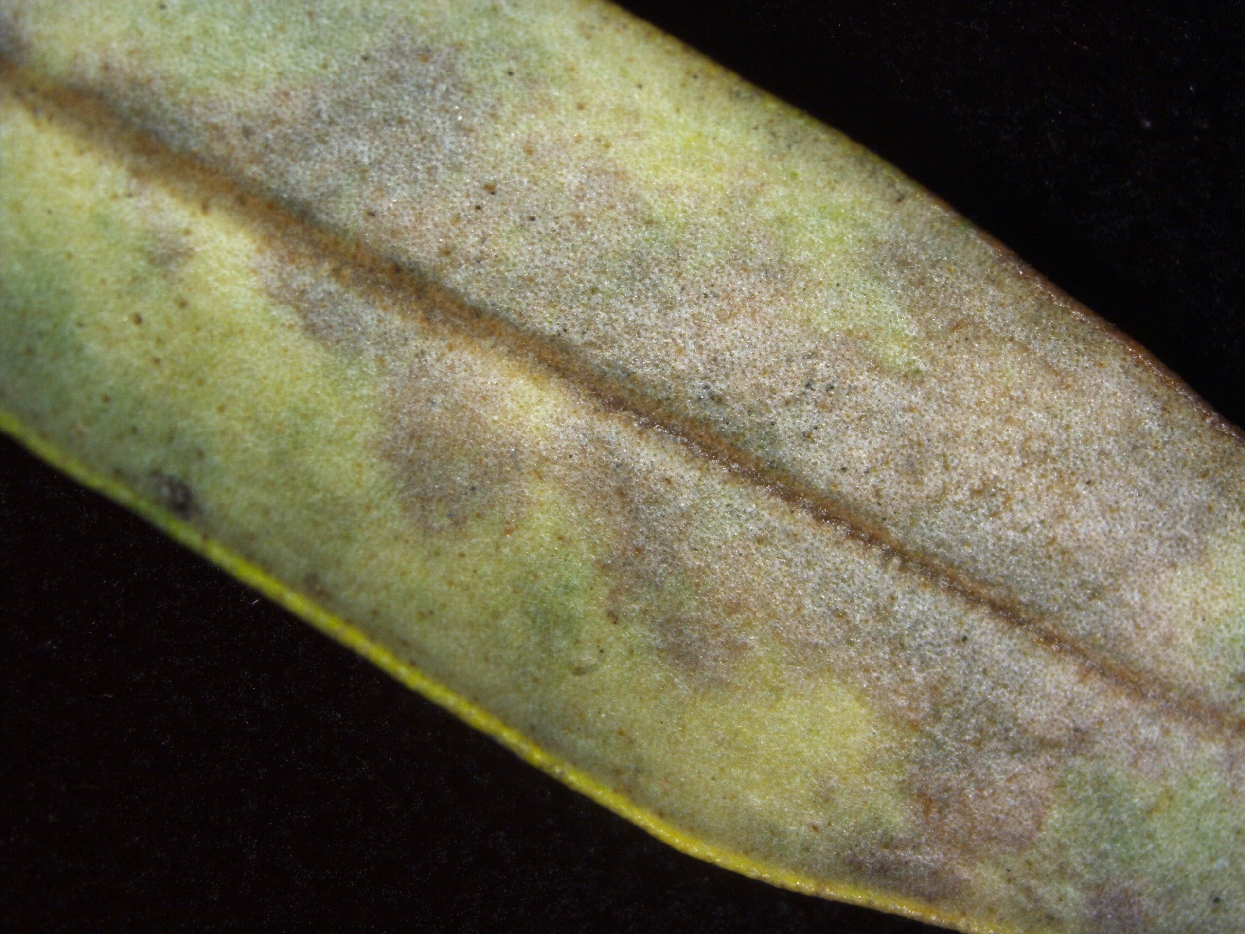 <p><b><p>Sintoma de cercosporiose observado na parte inferior das folhas.</p></b></p><p>Autor: Ricardo J.Domingues</p>