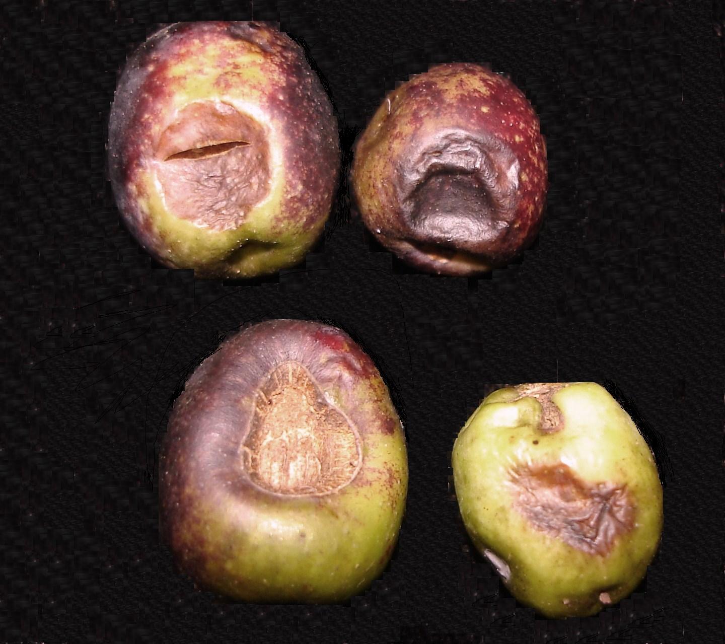 <p><b><p>Frutos de oliveira apresentando sintoma de cercosporiose.</p></b></p><p>Autor: Ricardo J.Domingues</p>