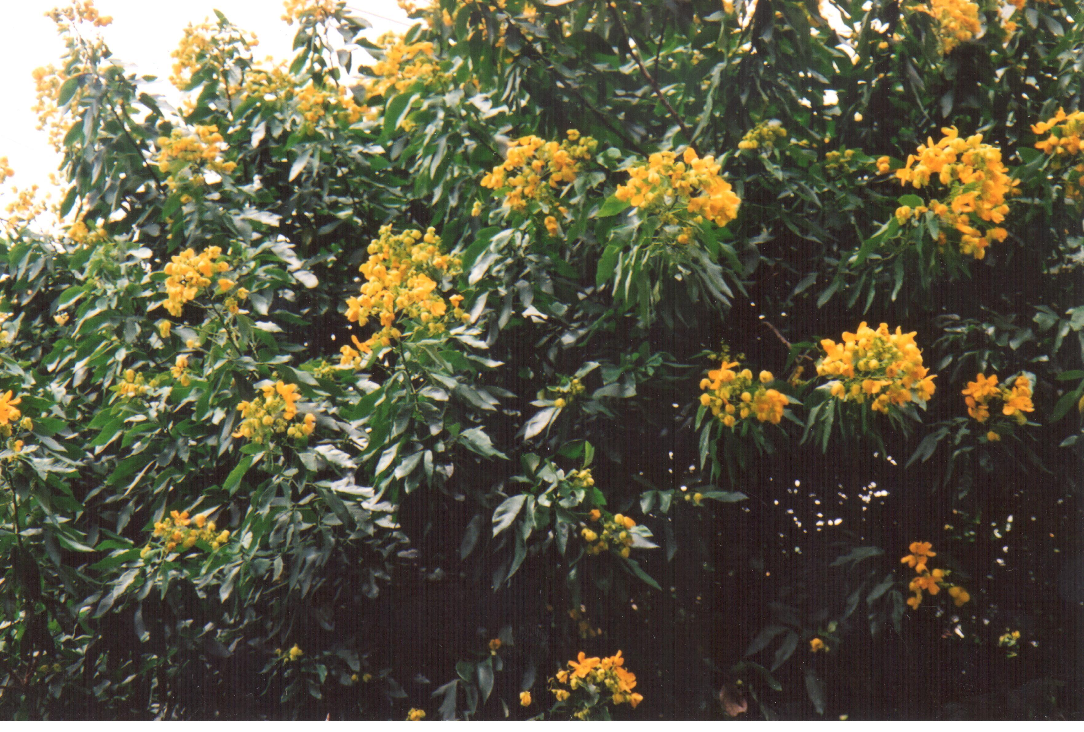 <p><b><p>Planta de <em>Senna macranthera</em>.</p></b></p><p>Autor: Lígia M. L. Duarte</p>