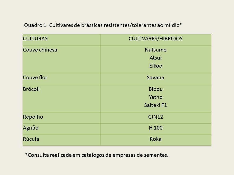 <p><b><p>Cultivares de brássicas resistentes/tolerantes ao míldio.</p></b></p><p>Autor: Ricardo J. Domingues</p>