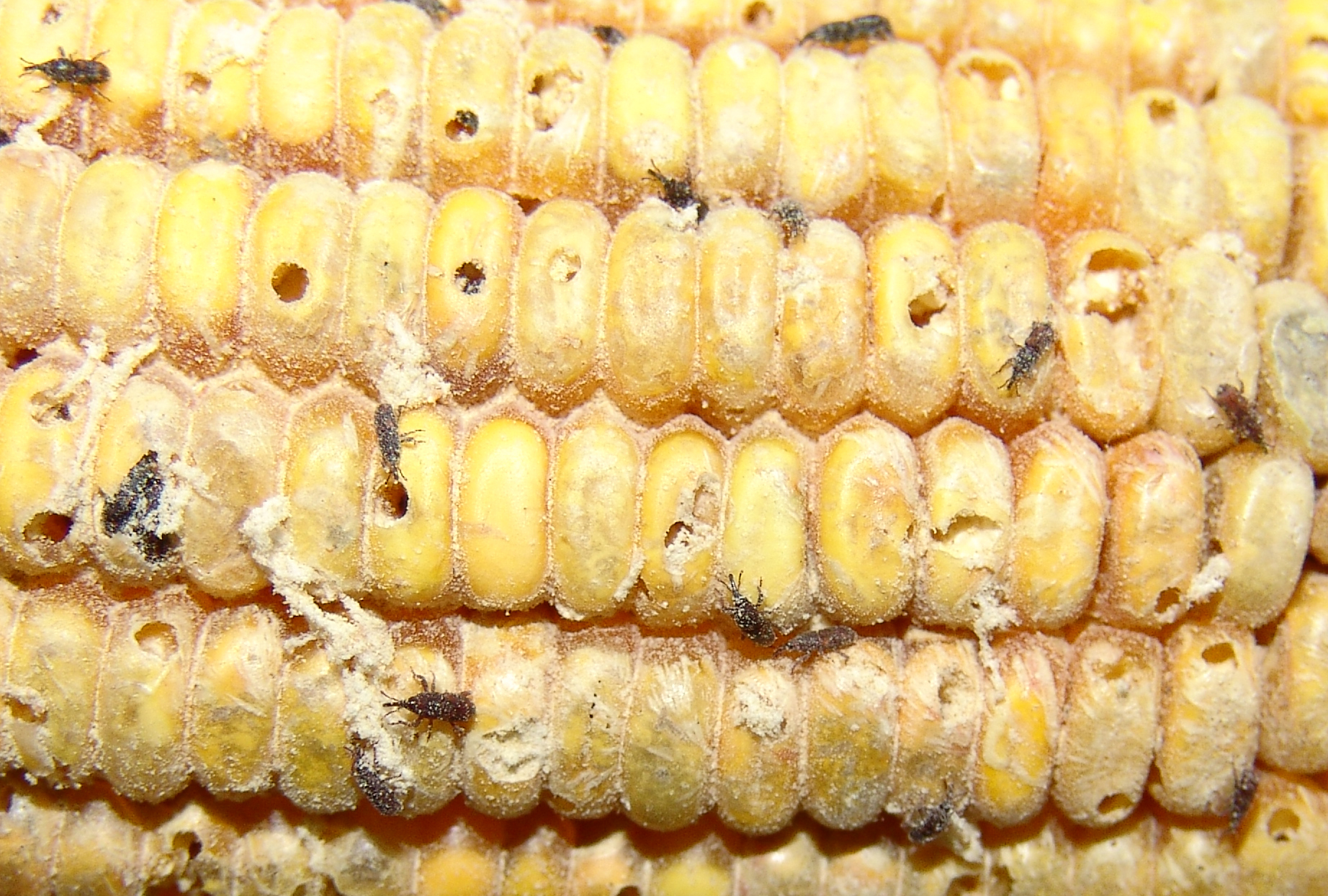 <p><b><p>S. zeamais - infestação em milho.</p></b></p><p>Autor: Francisco José Zorzenon</p>