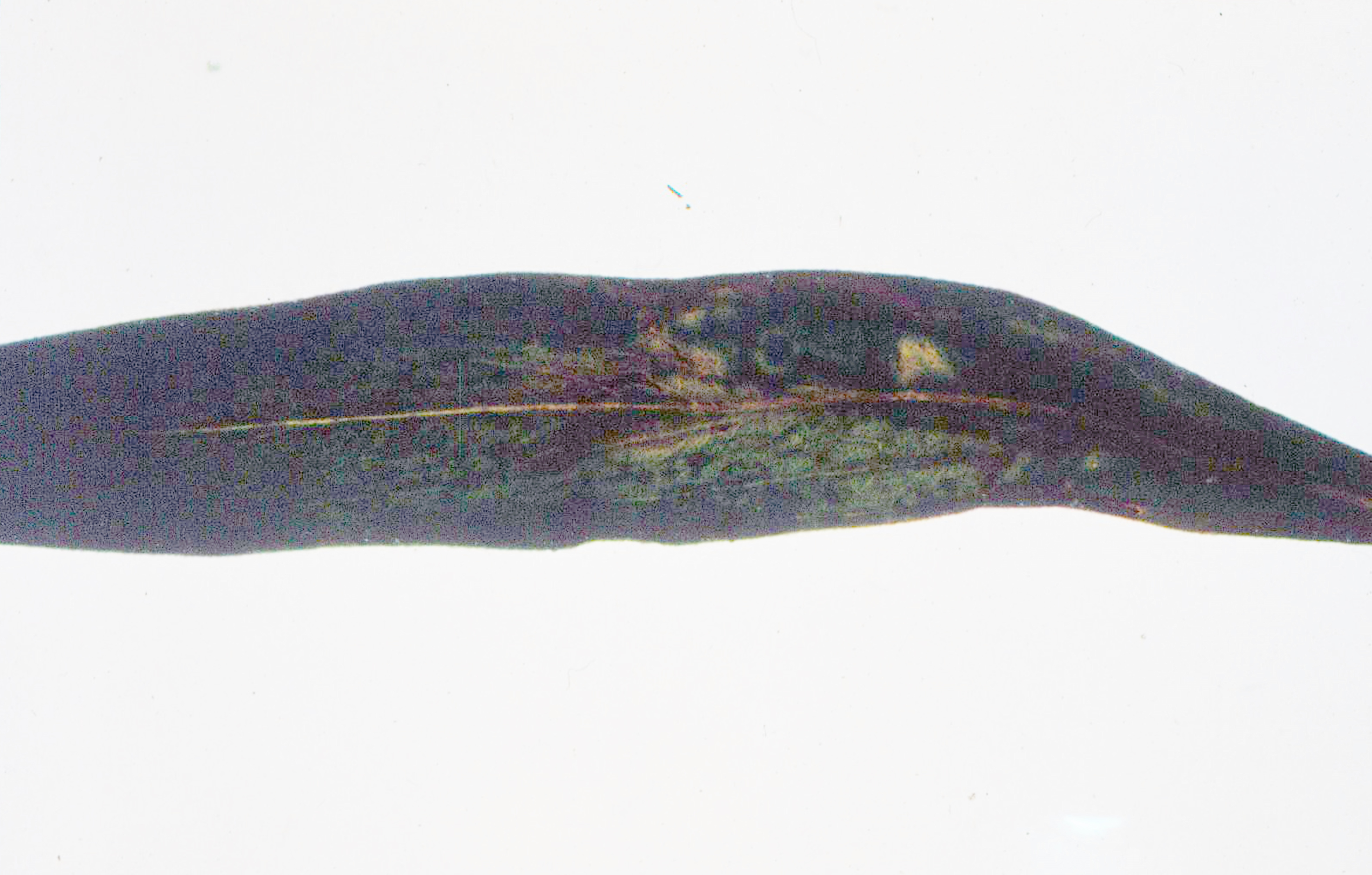 <p><b><p>Folha de <em>Seemannia sylvatica</em> (semânia) naturalmente infectada por CMV apresentando manchas cloróticas e necróticas.</p></b></p><p>Autor: Sérgio Viana</p>