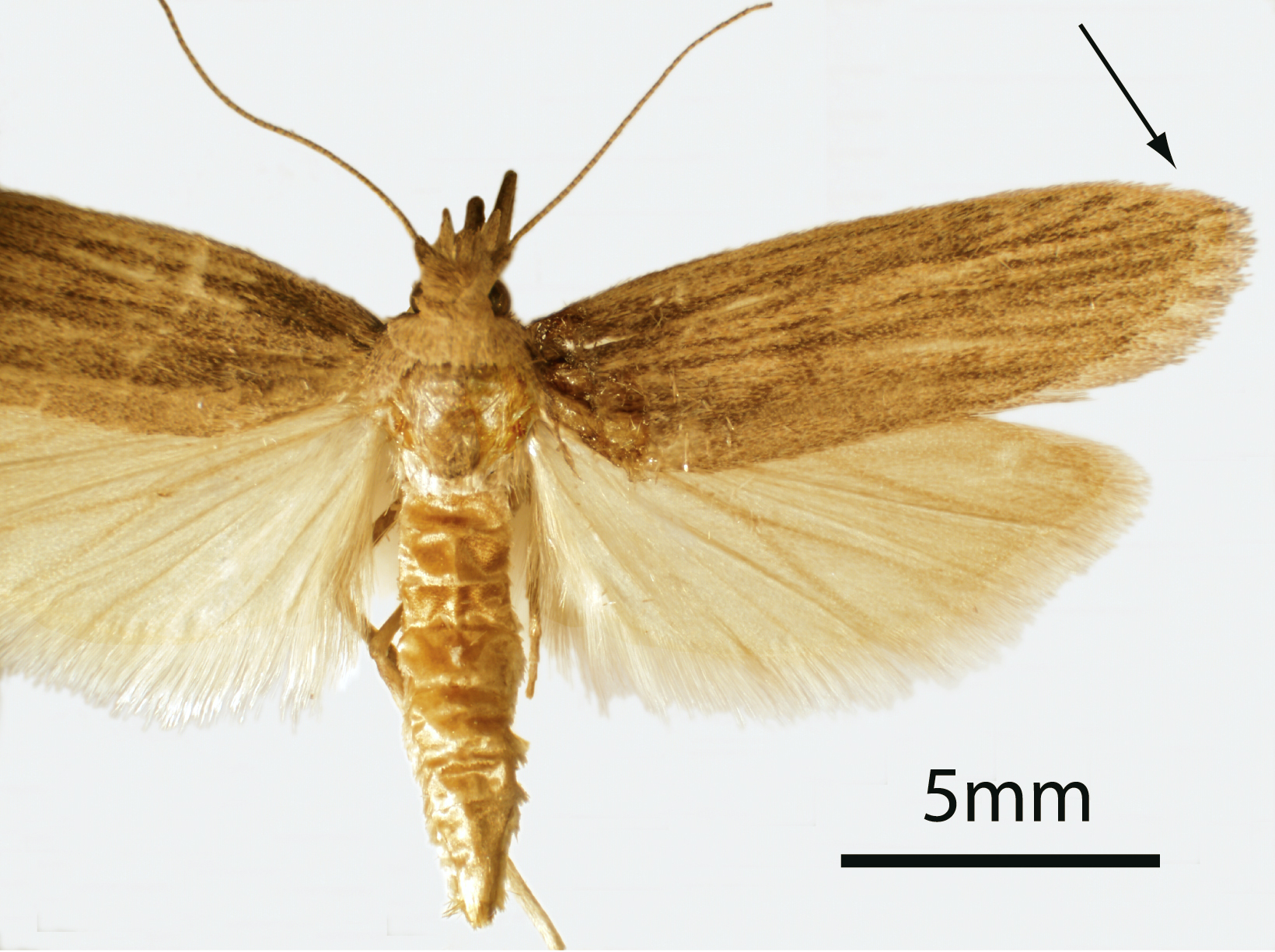 <p><b><p>Adulto de <em>Corcyra cephalonica</em>.</p></b></p><p>Fonte: https://commons.wikimedia.org/wiki/File:CSIRO_ScienceImage_3930_Adult_Rice_Moth.jpg</p>