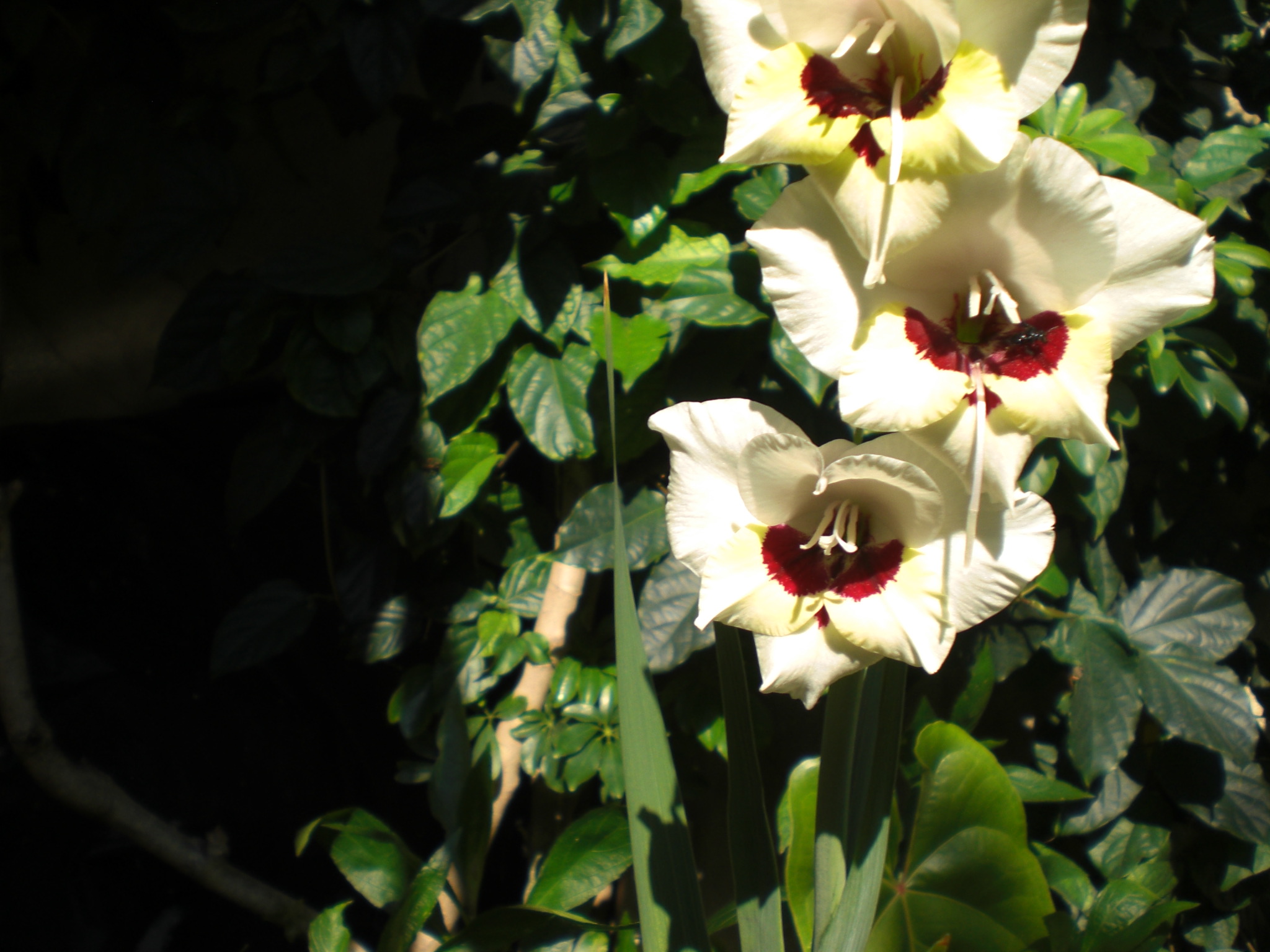 <p><b><p>Flores de gladíolo sadias.</p></b></p><p>Autor: M. Amelia V. Alexandre</p>