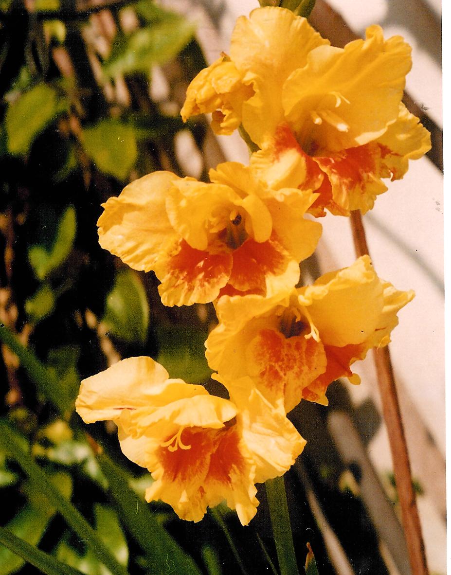 <p><b><p>Flores de gladíolo sadias.</p></b></p><p>Autor: M. Amelia V. Alexandre</p>