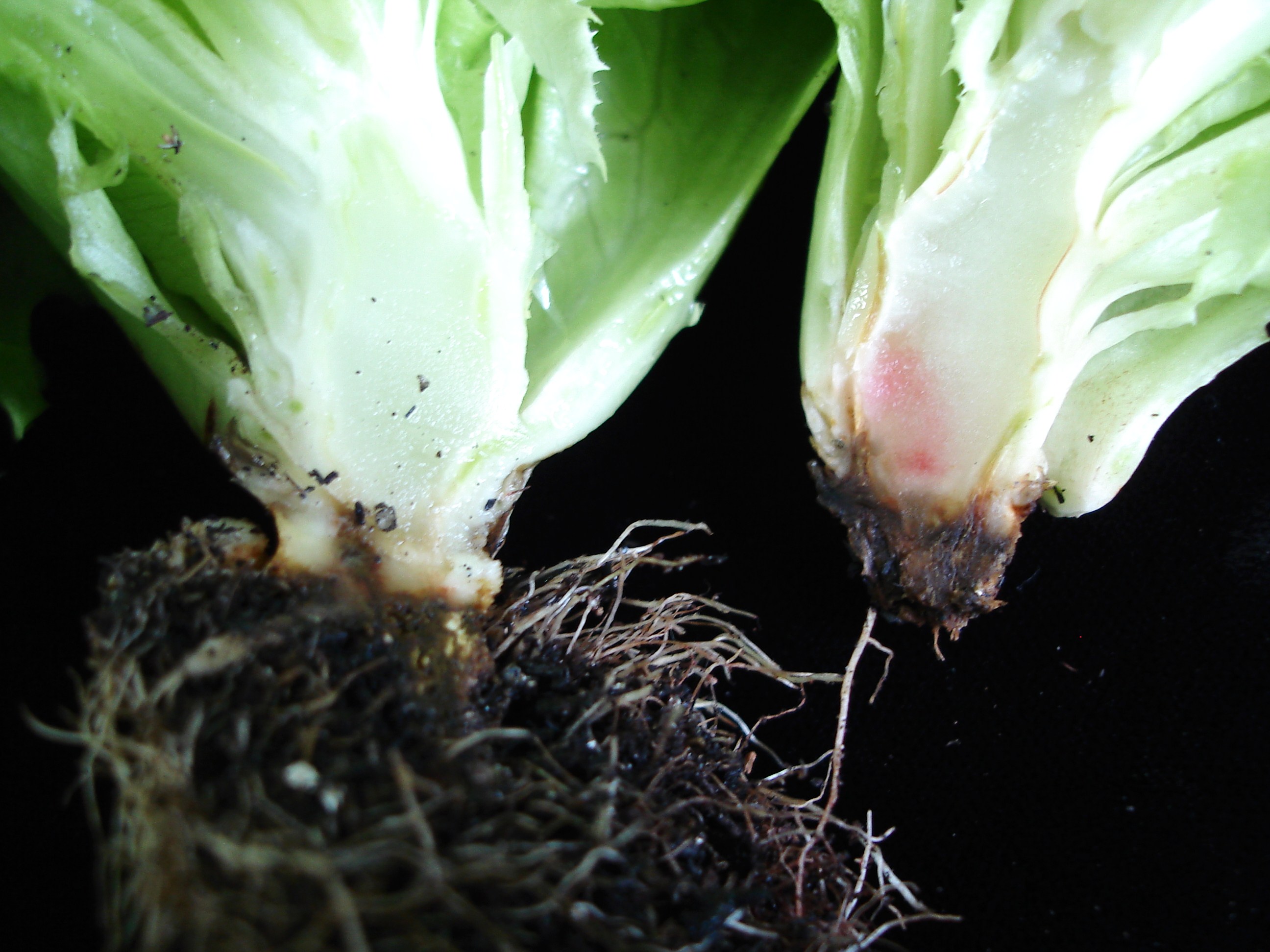 <p><b>Symptom of reddening of the cortex and reduction of the root system. Healthy (left) and diseased (right) plant.</b></p><p>Autor: Jesus G. Töfoli</p>