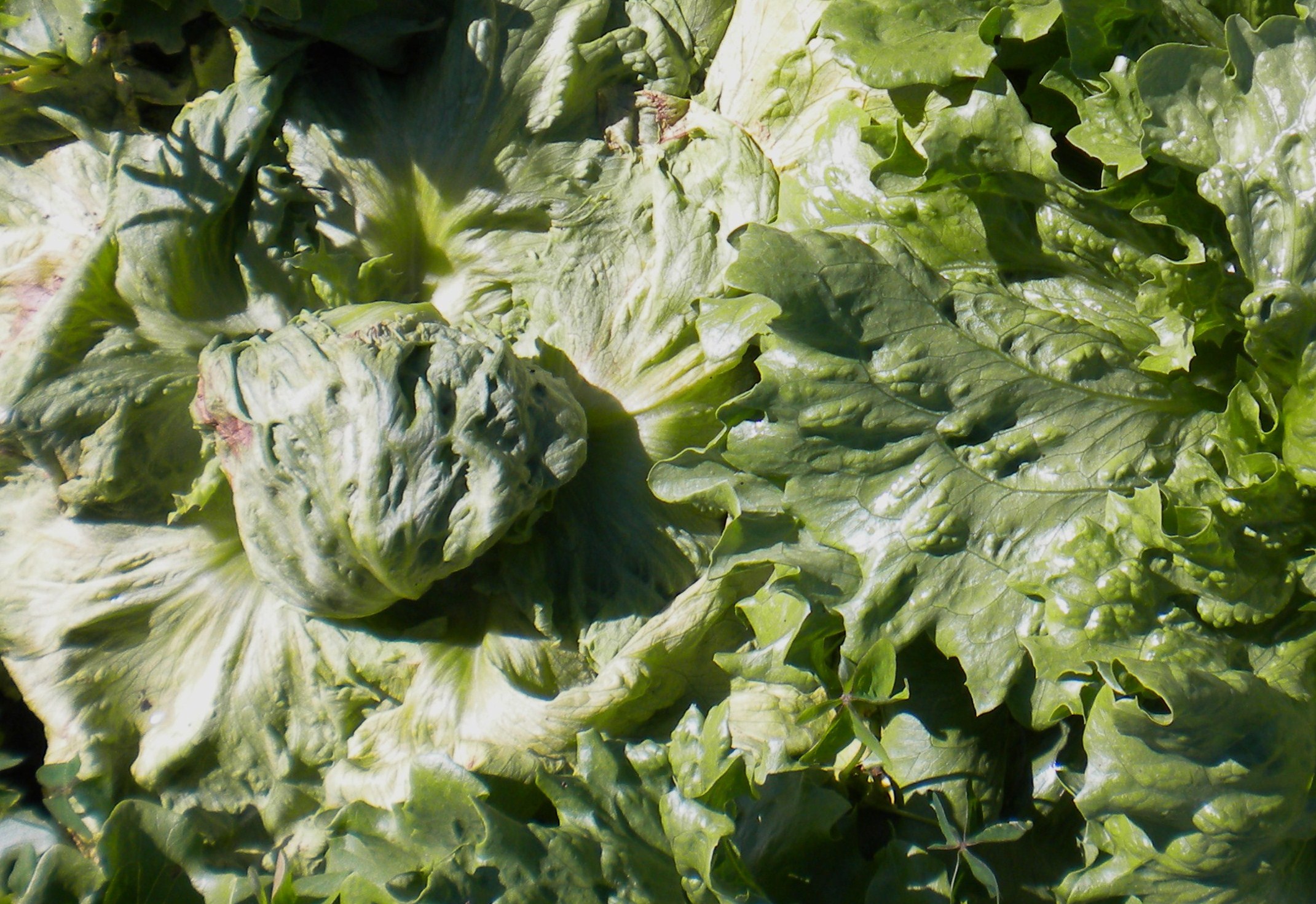 <p><b>Symptom of wilting caused by lettuce drop.</b></p><p>Autor: Ricardo J. Domingues</p>