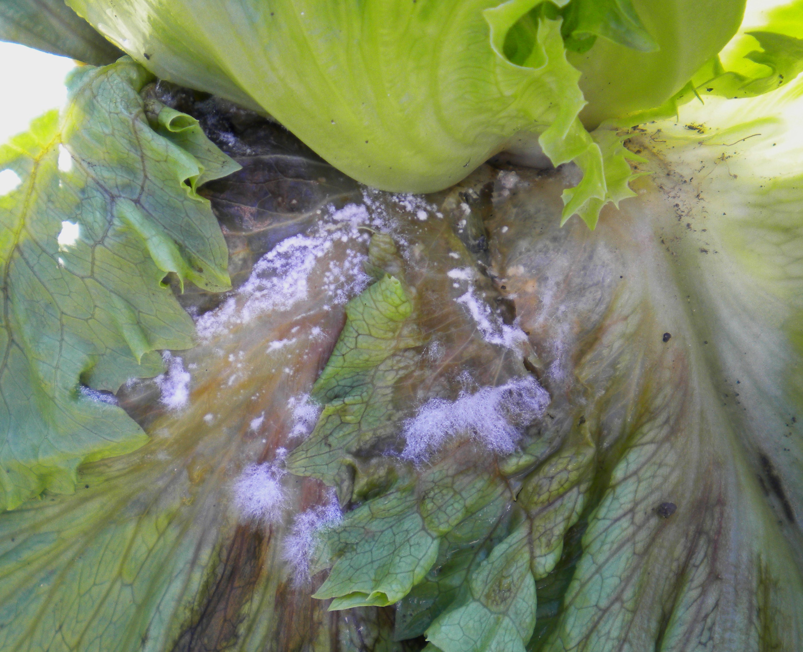 <p><b>Symptom of lettuce drop on iceberg lettuce.</b></p><p>Autor: Ricardo J. Domingues</p>