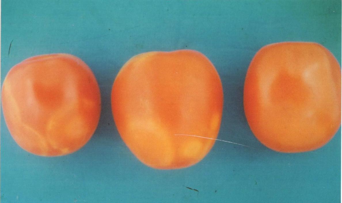 <p><b><p>Frutos de tomateiro com quebra de coloração, formando manchas amarelas difusas. </p></b></p><p>Autor:</p>