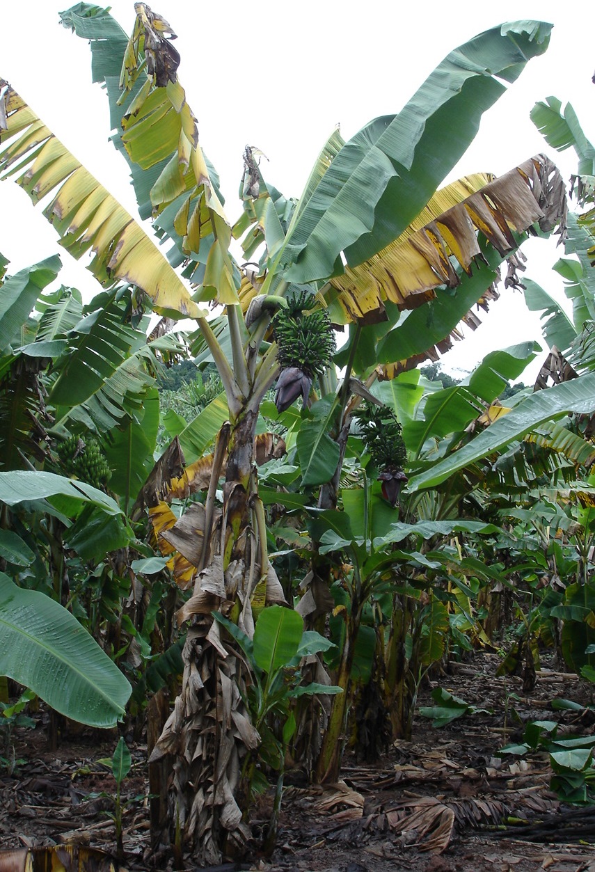 <p><b><p>Bananeira exibindo amarelecimento das folhas e quebra junto ao pseudocaule, causados
pelo Mal-do-Panamá.
</p></b></p><p>Autor: Josiane Takassaki Ferrari</p>