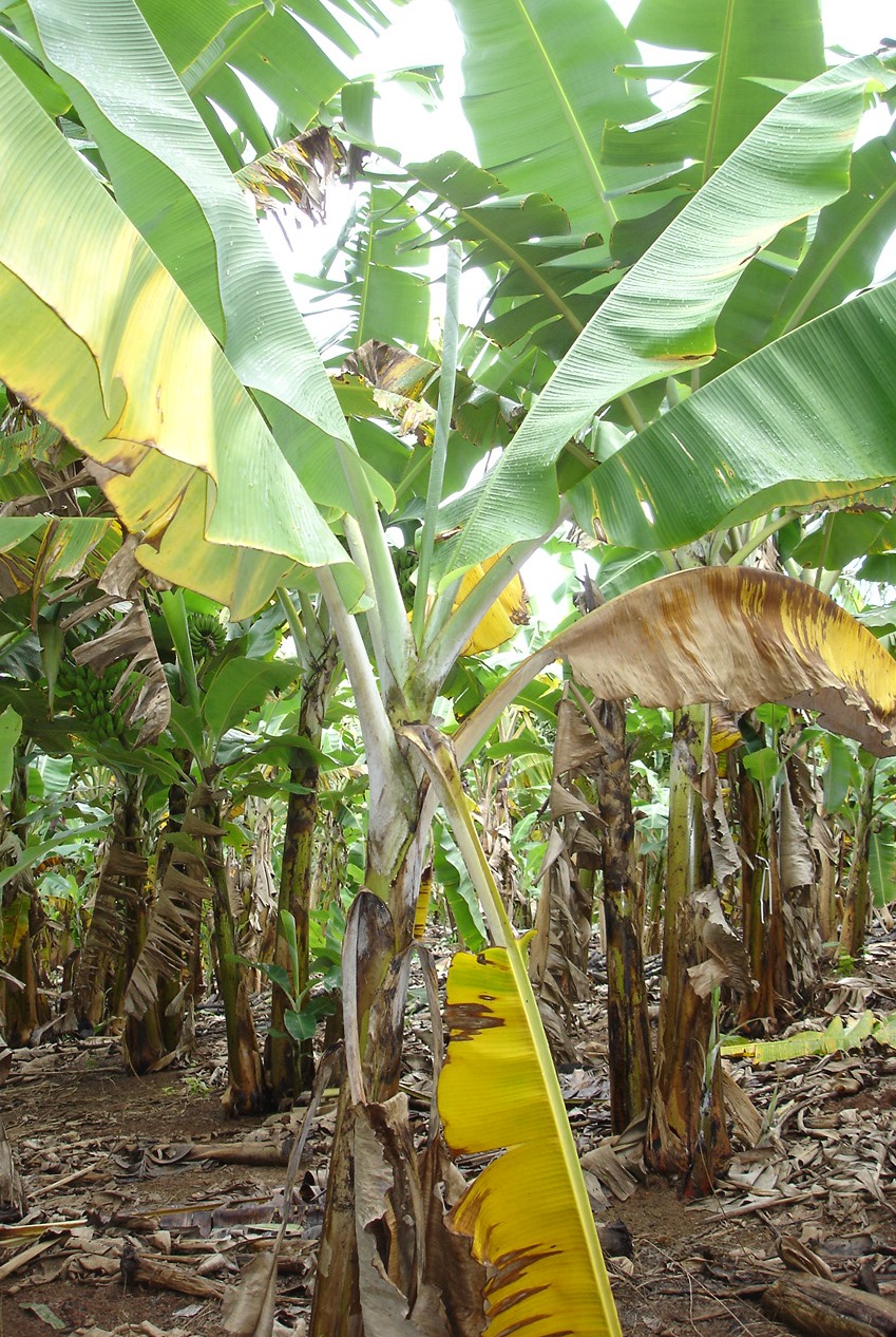 <p><b><p>Planta jovem com sinais de Mal-do-Panamá.</p></b></p><p>Autor: Josiane Takassaki Ferrari</p>