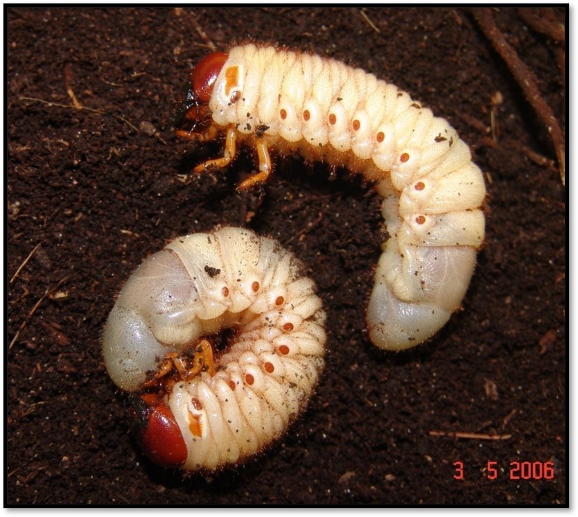 <p><b><p>Larvas de <em>Strategus aloeus</em>.</p></b></p><p>Autor: Francisco José Zorzenon</p>