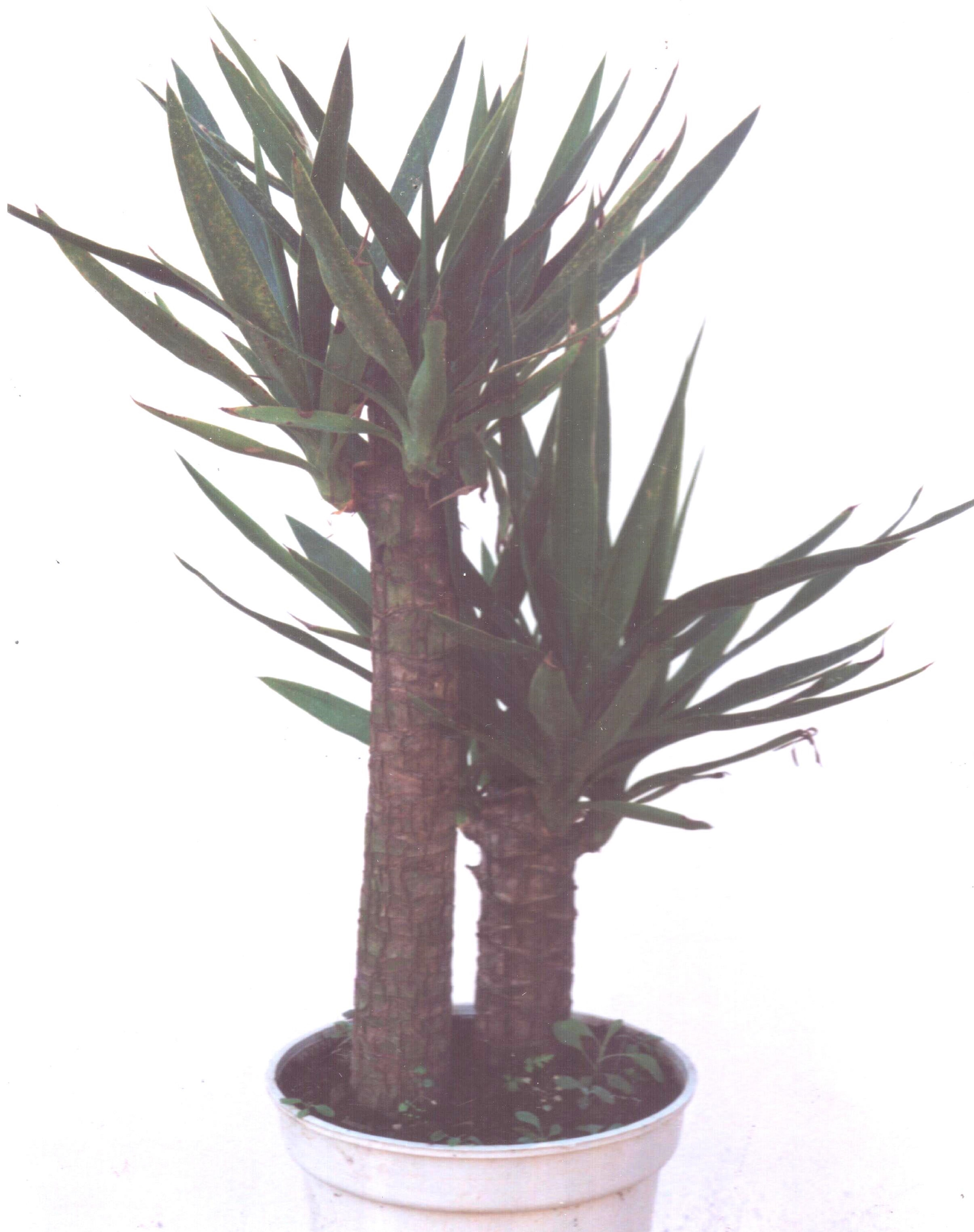 <p><b><p>Planta de <em>Yucca gigantea</em> naturalmente infectada por <em>Badnavirus</em>. </p></b></p><p>Autor: Lígia M. Lembo Duarte</p>