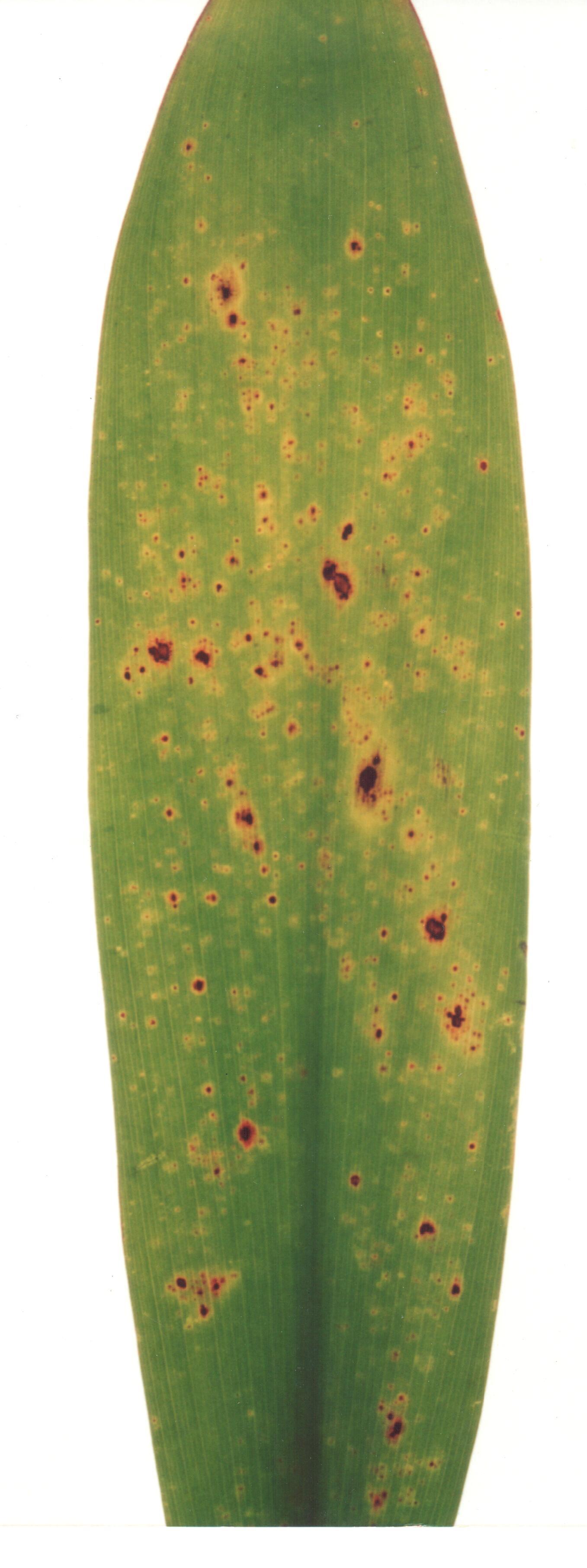 <p><b><p>Detalhe de folha de <em>Yucca gigantea</em> infectada por <em>Badnavirus</em>, apresentando manchas cloróticas e necróticas.</p></b></p><p>Autor: Lígia M. Lembo Duarte</p>