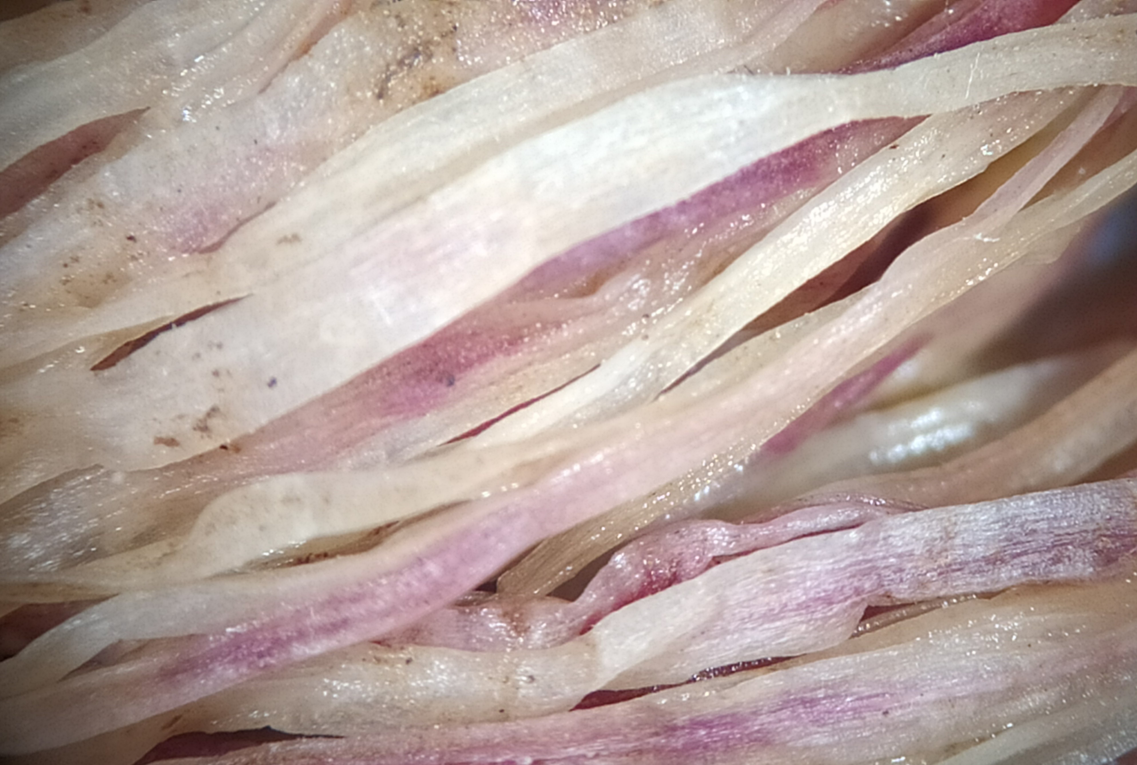 <p><b><p>Detalhe de raiz rosada em alho. </p></b></p><p>Autor: Ricardo J. Domingues</p>