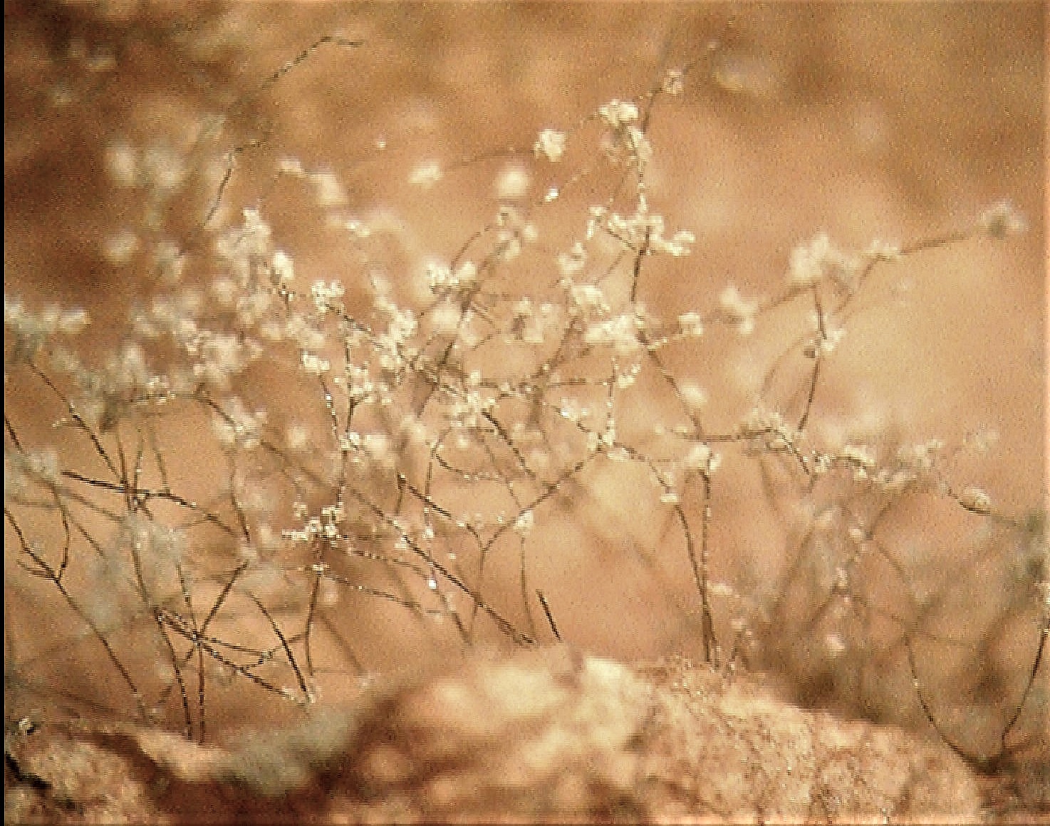 <p><b><p>Pétalas de <em>Rosa </em>spp. com mofo cinzento e exibindo estruturas reprodutivas (conídios e conidióforos) de <em>B. cinerea.</em> </p></b></p><p>Autor: Ricardo Jose Domingues</p>