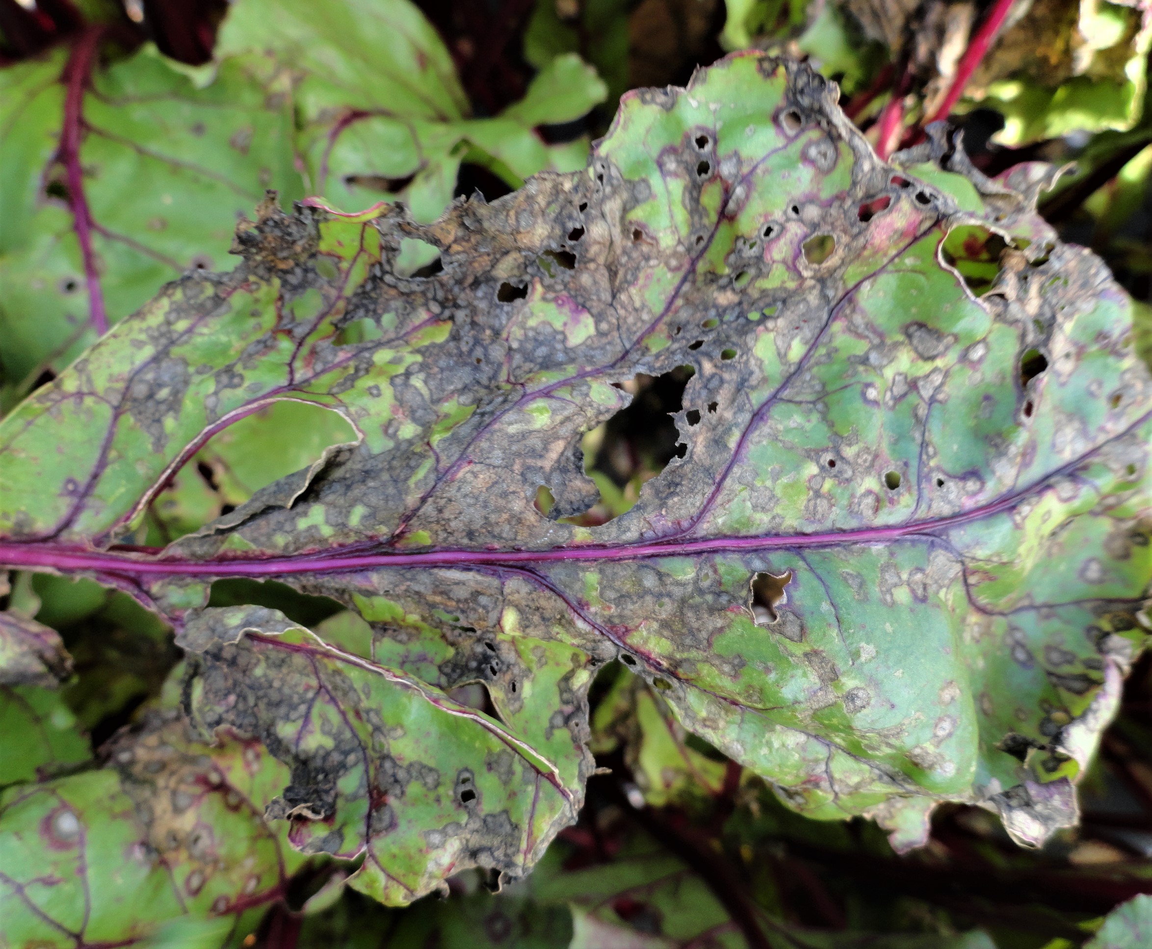 <p><b>Coalescimento de manchas foliares causadas por Cercospora beticola</b></p><p>Autor: Ricardo J. Domingues</p>