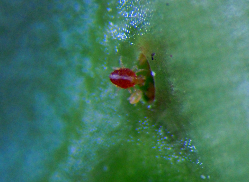 <p><b><p><em>Paracheyletia </em>adulto e larva na domacia</p></b></p><p>Autor: Roberto Lomba Nicastro<p>