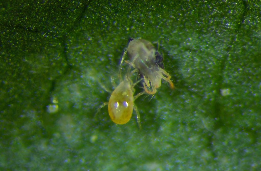 <p><b><p>Fêmea adulta de <em>Typhlodromalus limonicus </em>predando o ácaro <em>Tetranychus urticae</em>. </p></b></p><p>Autor: Roberto Lomba Nicastro<p>